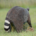 Wildcrete Raccoon